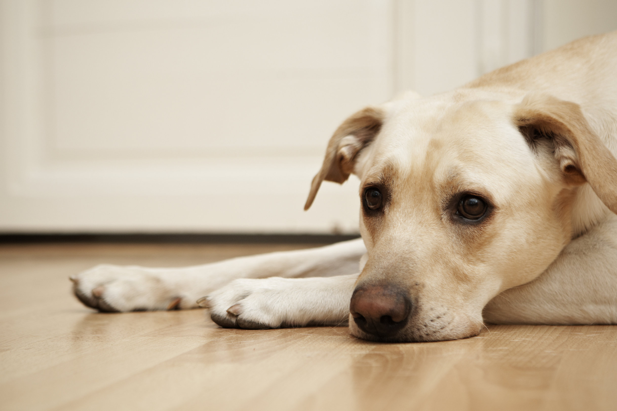 III. Recognizing the Signs of Sudden Behaviour Changes in Your Dog