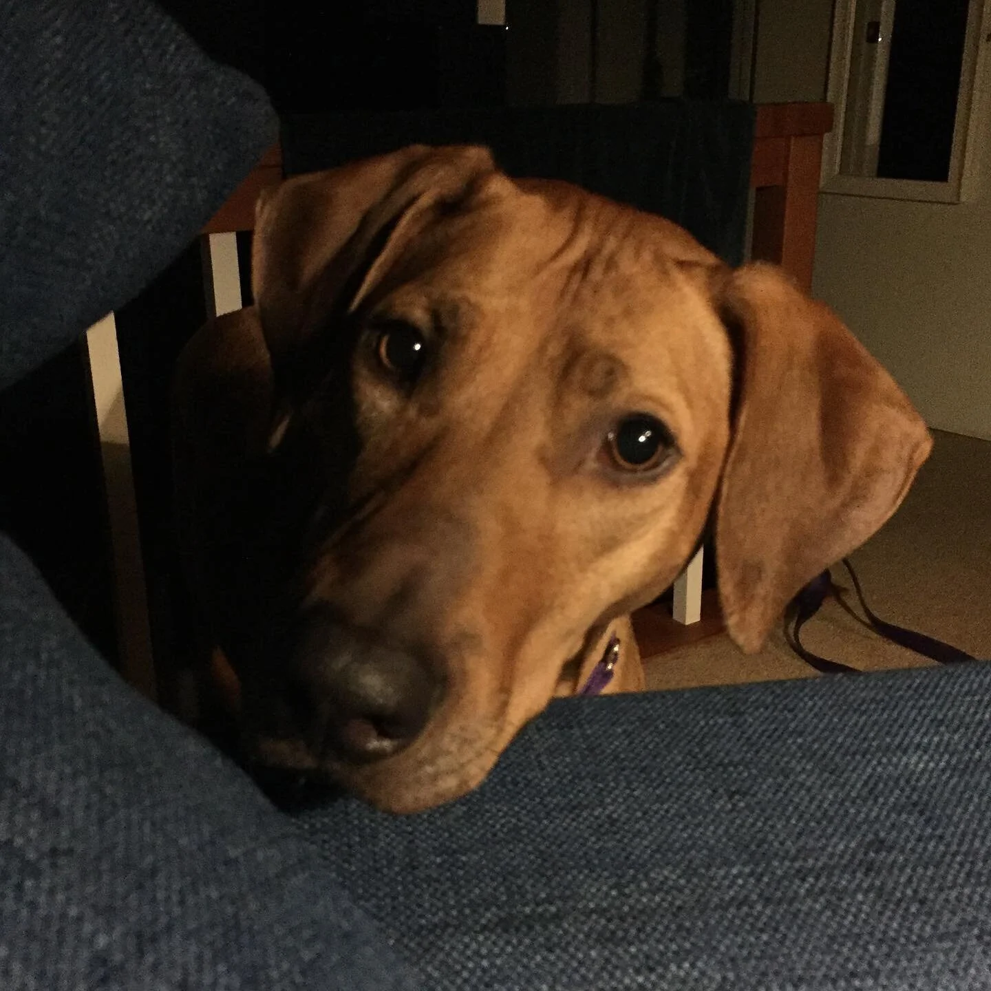 I recently published the research I conducted with my dear friend and colleague Kristin Buller MS, LCSW on living with and loving pets with behavioral issues. I summarized some of the issues in my newest blog post, which also includes a link to the o