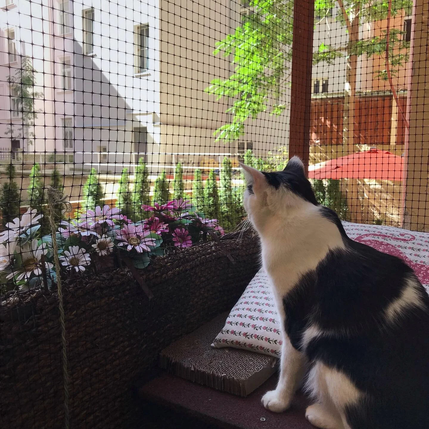 It was so fun speaking with Susan Frank of the Raising Your Paws podcast about creating a cat&rsquo;s dream home. Link to show notes and podcast in our bio. #decodingyourcat #dacvb #veterinarybehavior #catbehavior #catenrichment