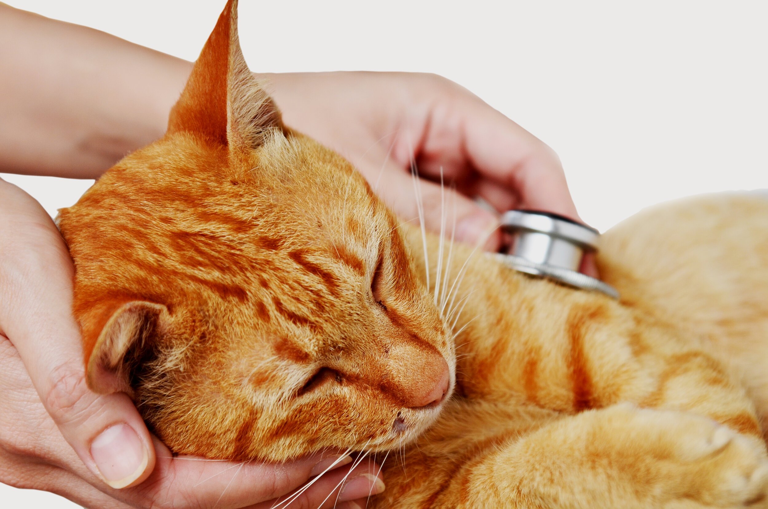 cat and stethoscope.jpg