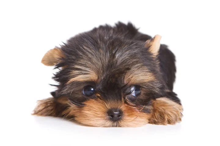 Terrier valp.jpg