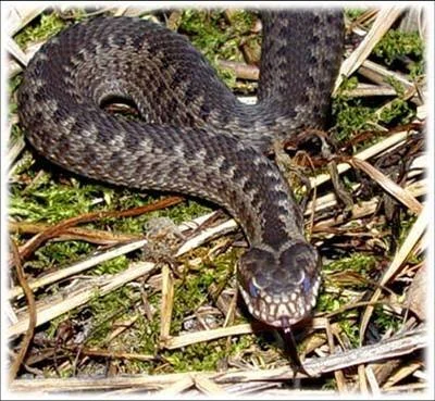 Huggormbitt-pass på!