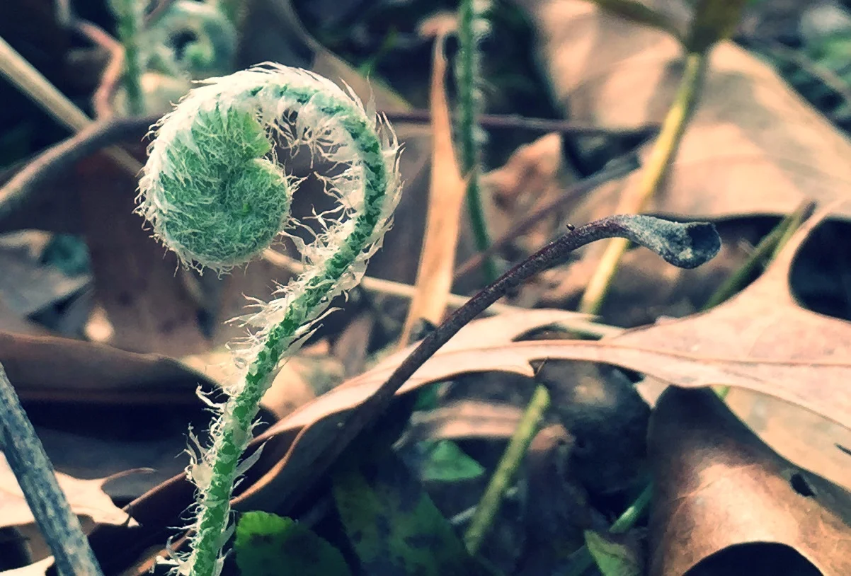 fiddlehead+unedited.jpg