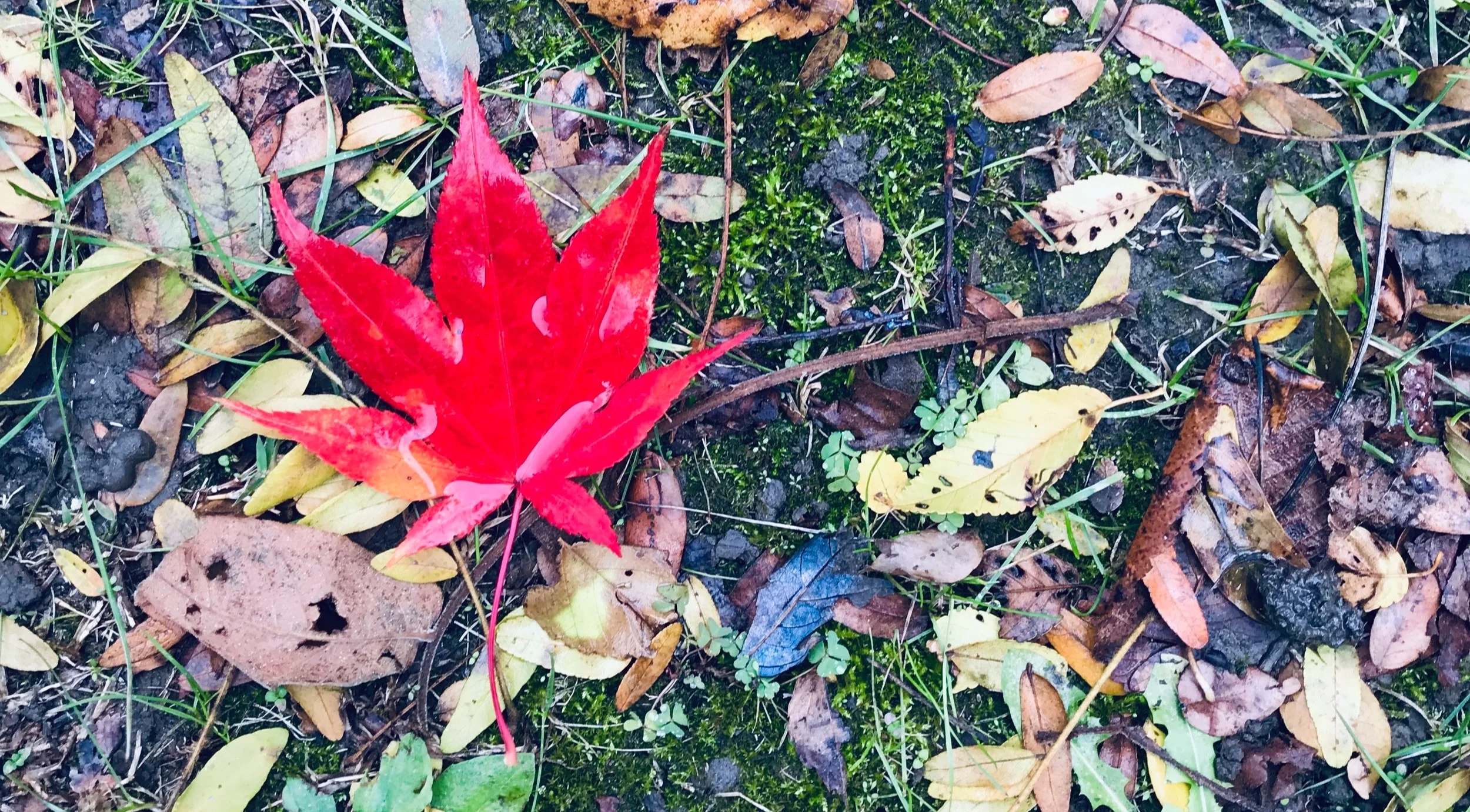 red+leaf.jpg