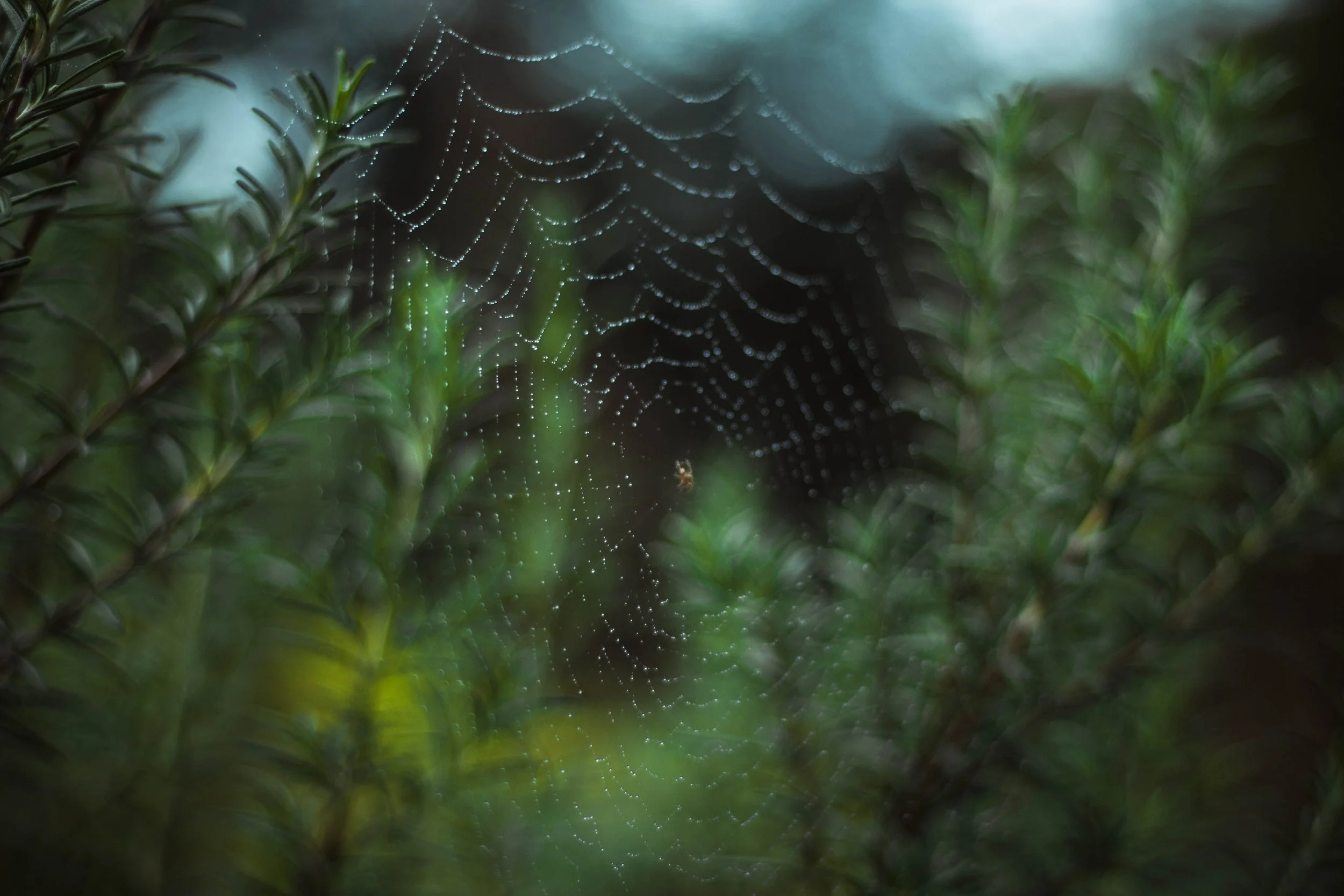 spider web in green.jpg