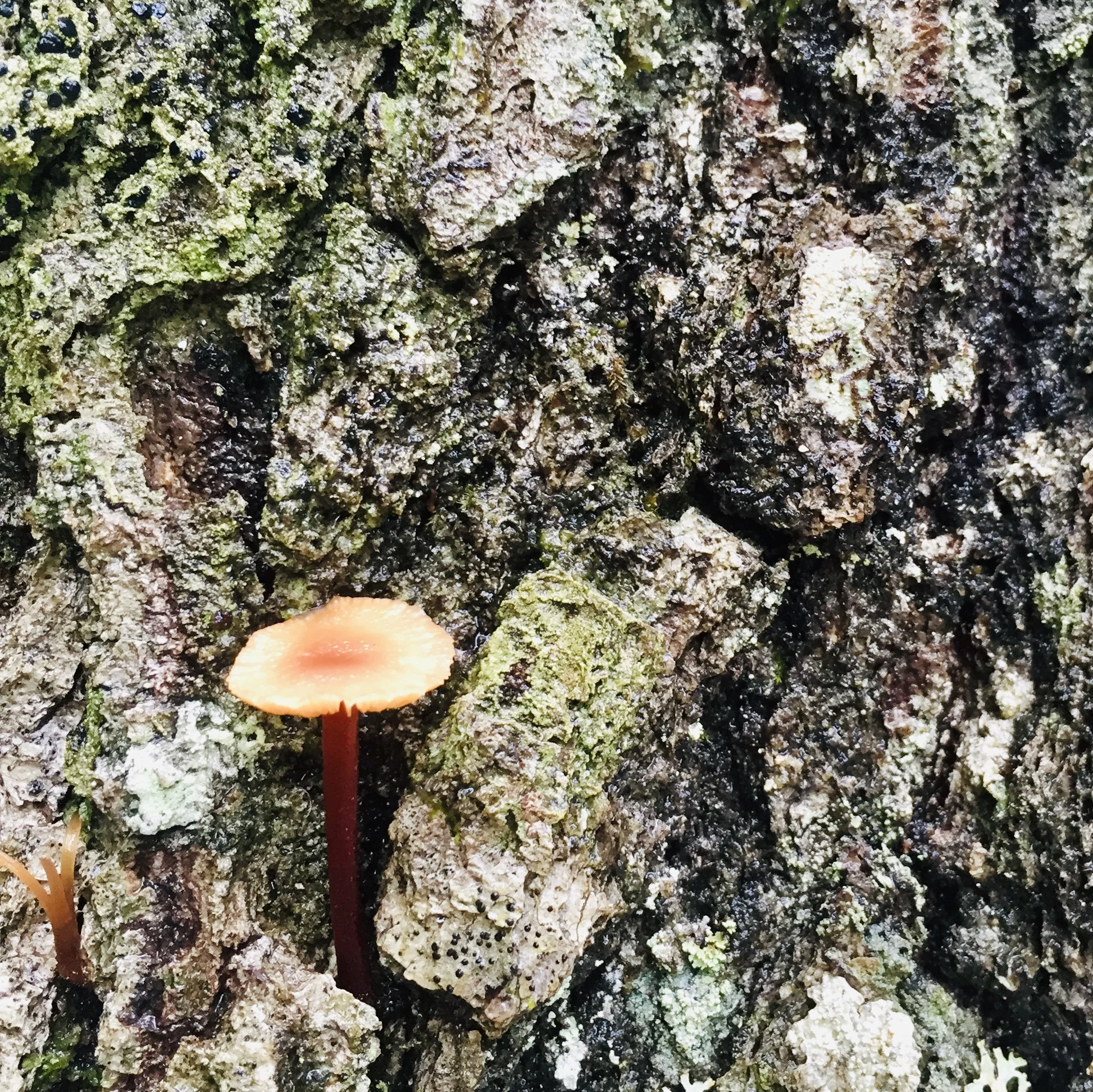 bark with mushroom.jpg