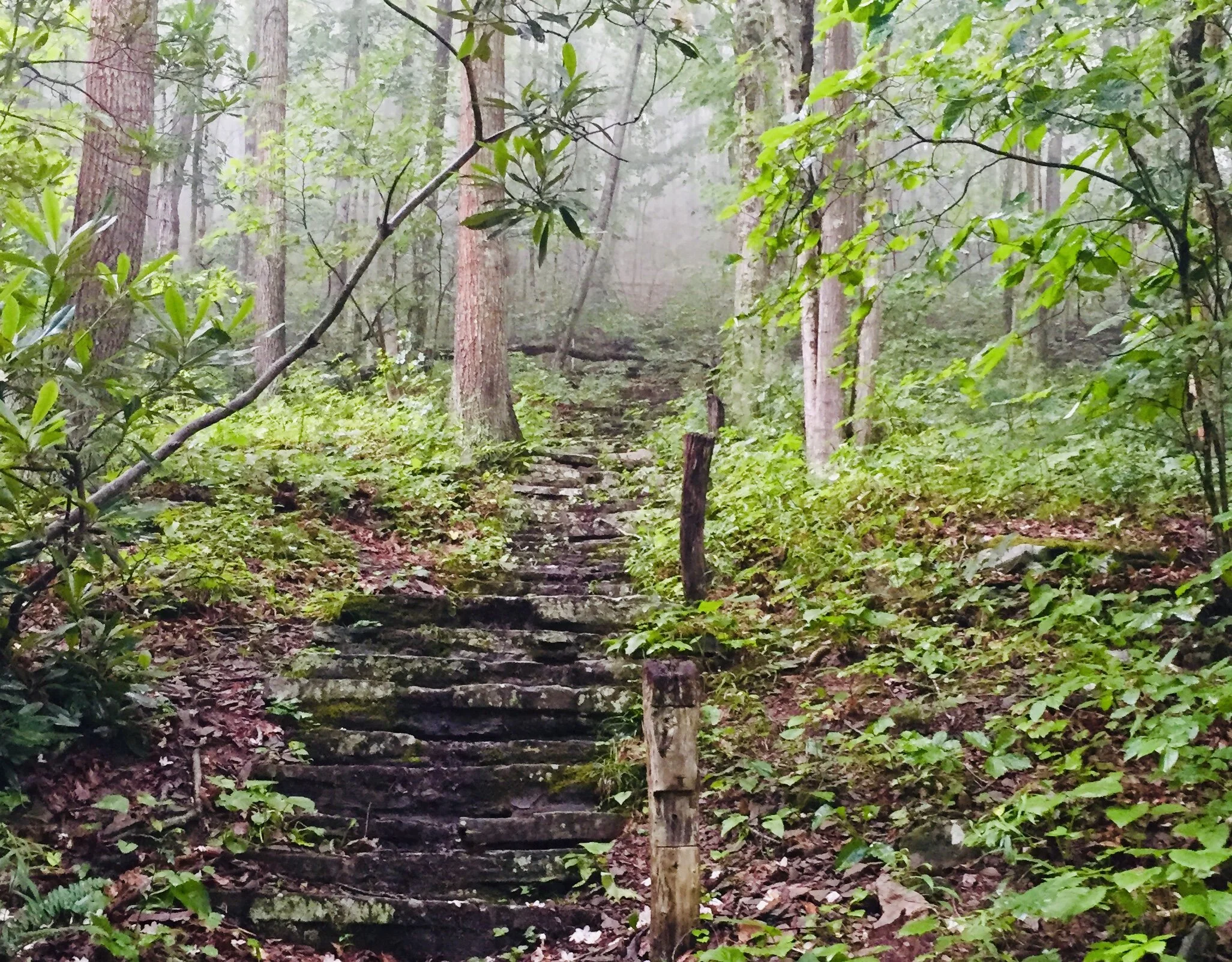 stone path in woods.jpg