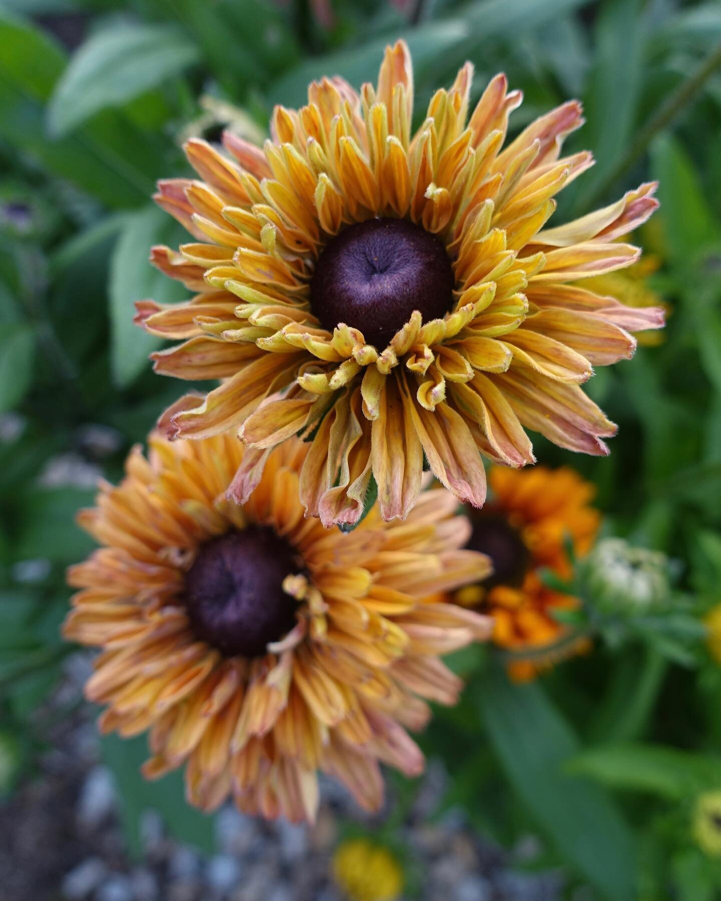 Nu blomma Rudbeckia i m&aring;nga f&auml;rger &amp; former i sj&auml;lvplockstr&auml;dg&aring;rden.
Vi har &ouml;ppet f&ouml;r sj&auml;lvplock varje dag kl. 10-18.