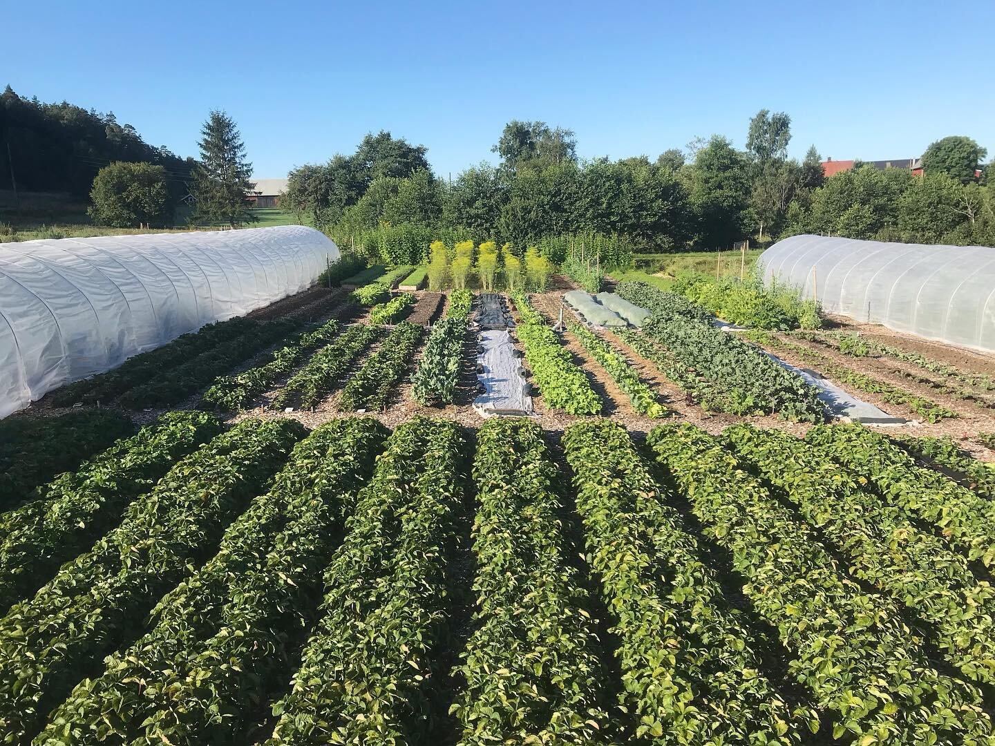 A view of our &ldquo;B&rdquo; plot of 92 beds, including 2 caterpillar tunnels. We also have an &ldquo;A&rdquo; plot with 30 flower beds, a &ldquo;C&rdquo; plot of 46 vegetable beds, a polytunnel and a small plot of perennial flowers.  All of our bed