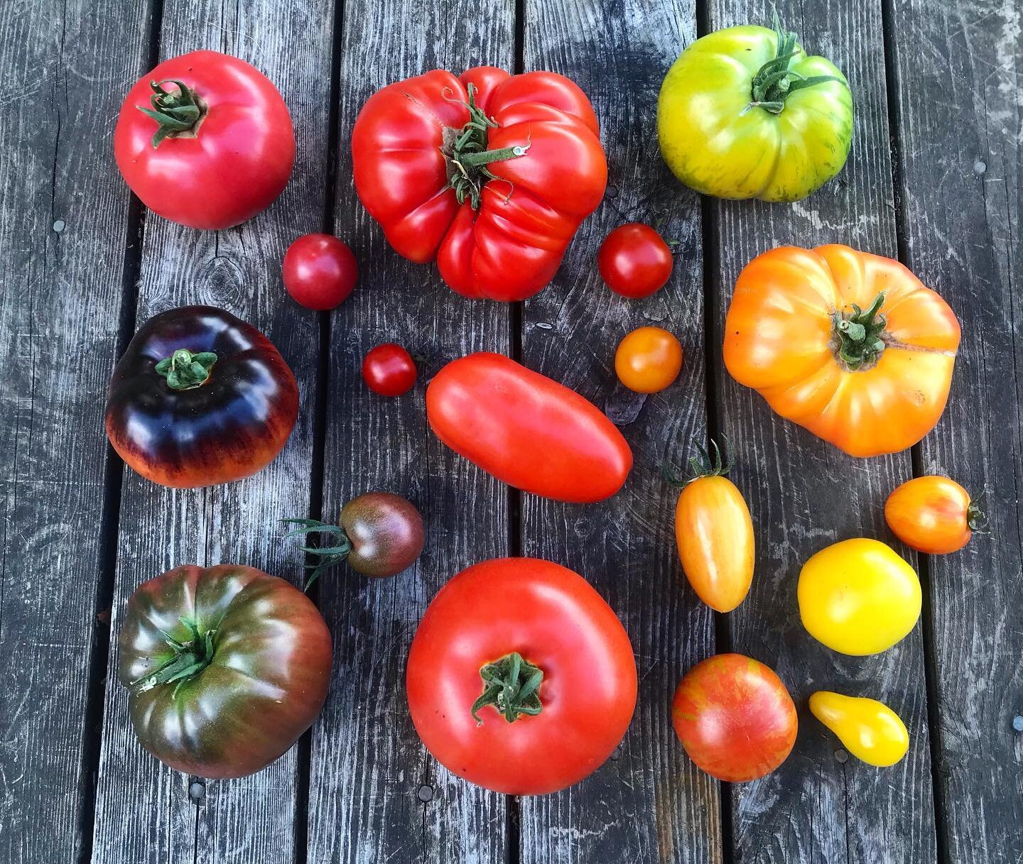 Our tomato selection this year!
#kravtomater #&auml;tis&auml;song 
#justaddbasil #eattherainbow #revelinginabundance