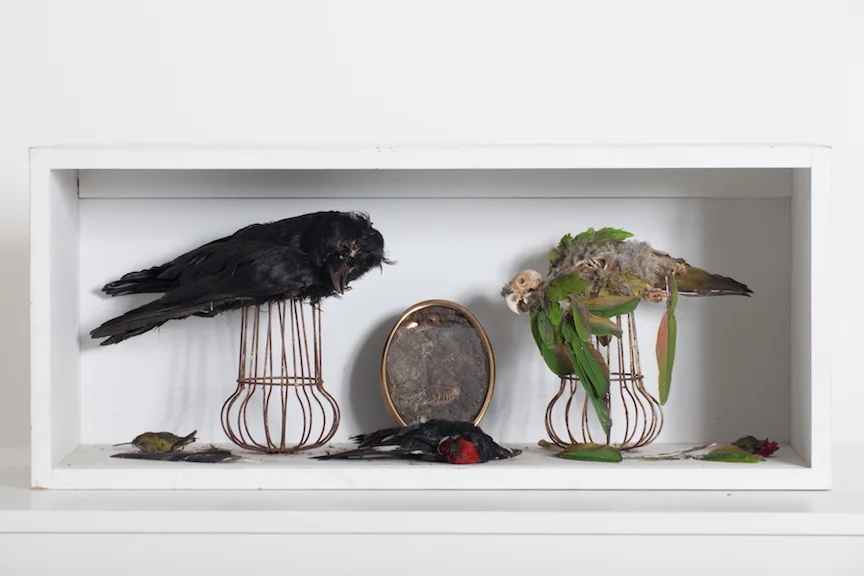 birds.jpeg