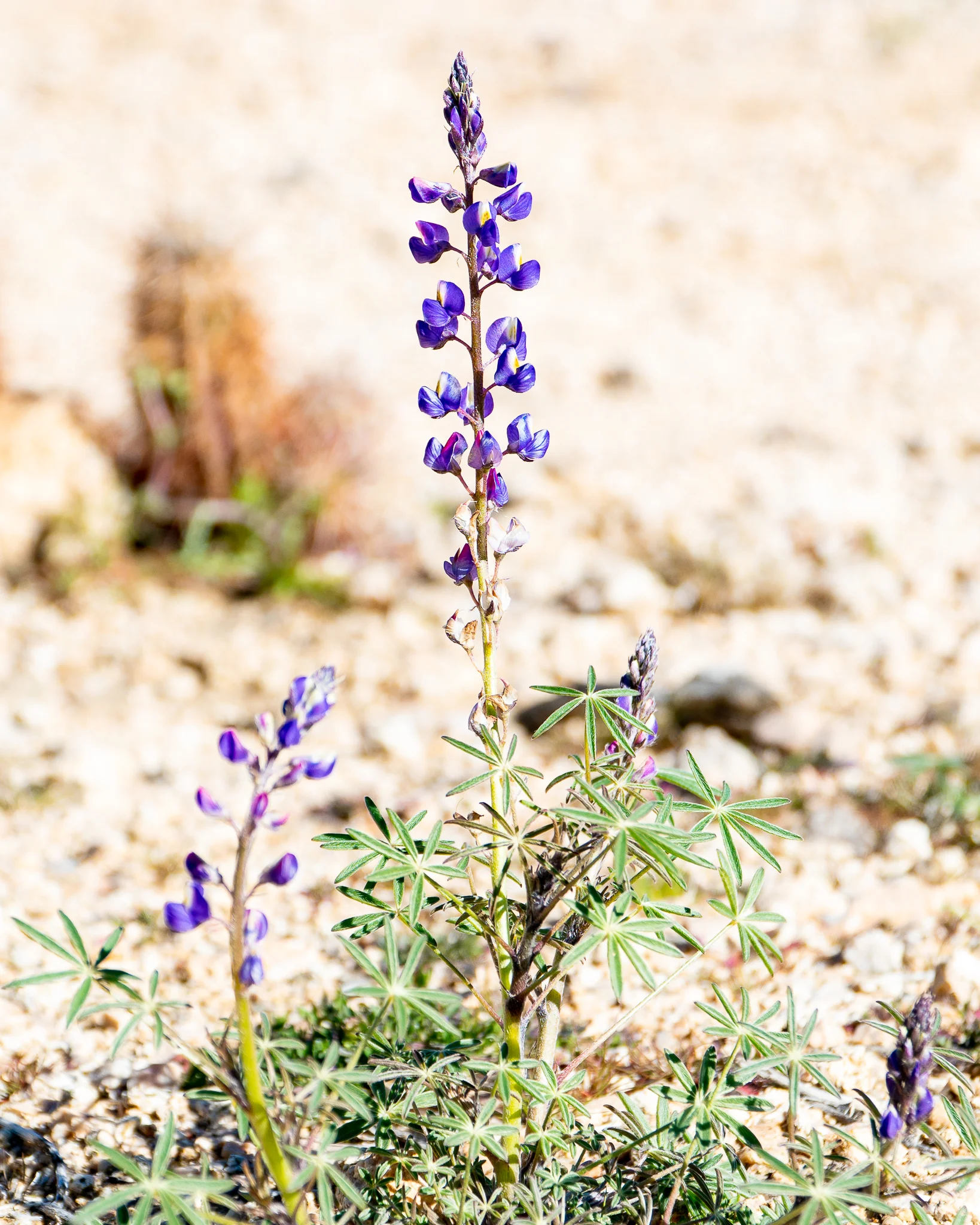 Joshua-Tree-1.jpg