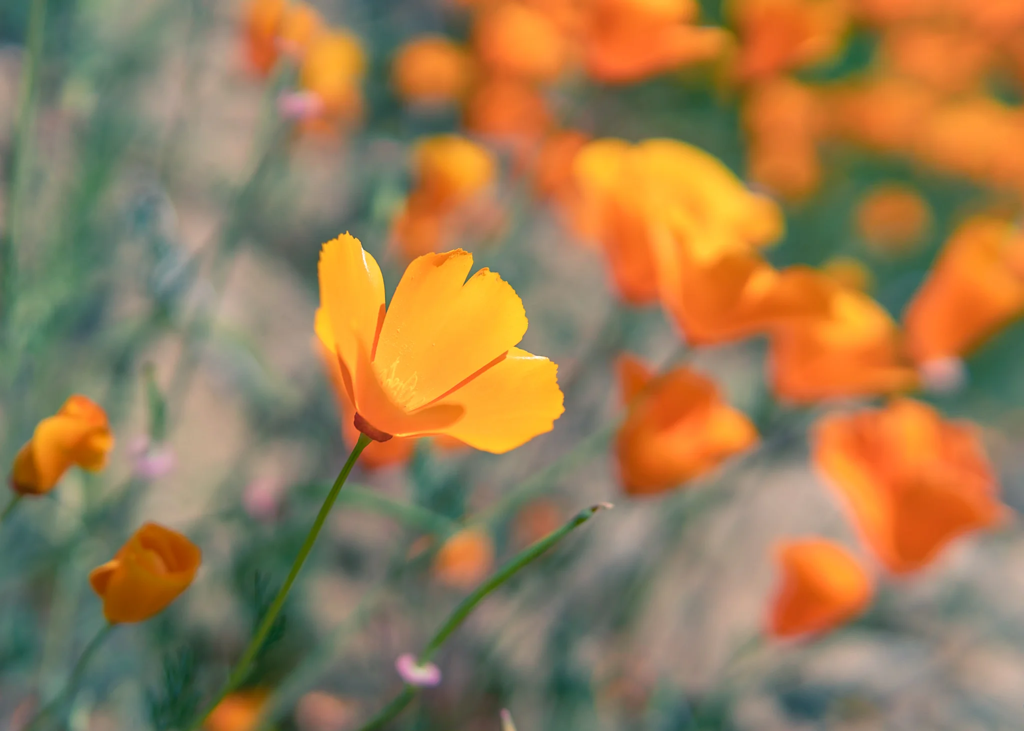 Super Bloom-15.jpg