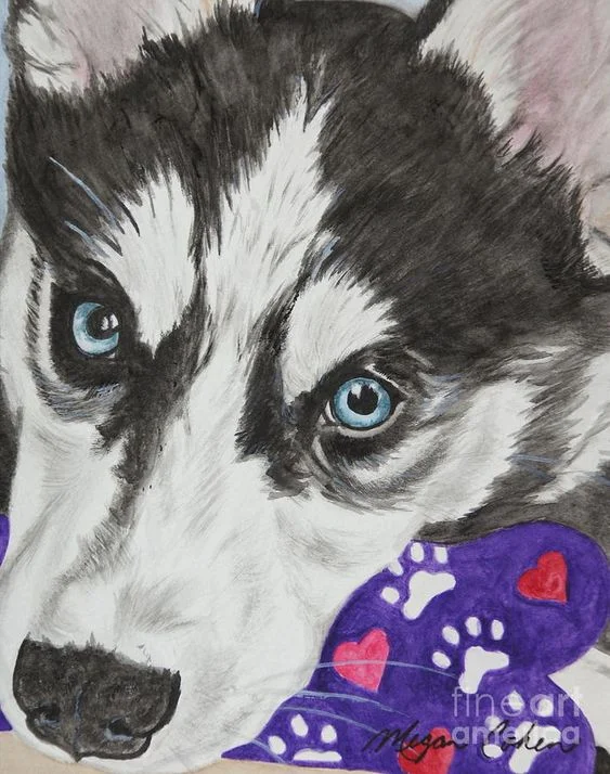 husky.jpg