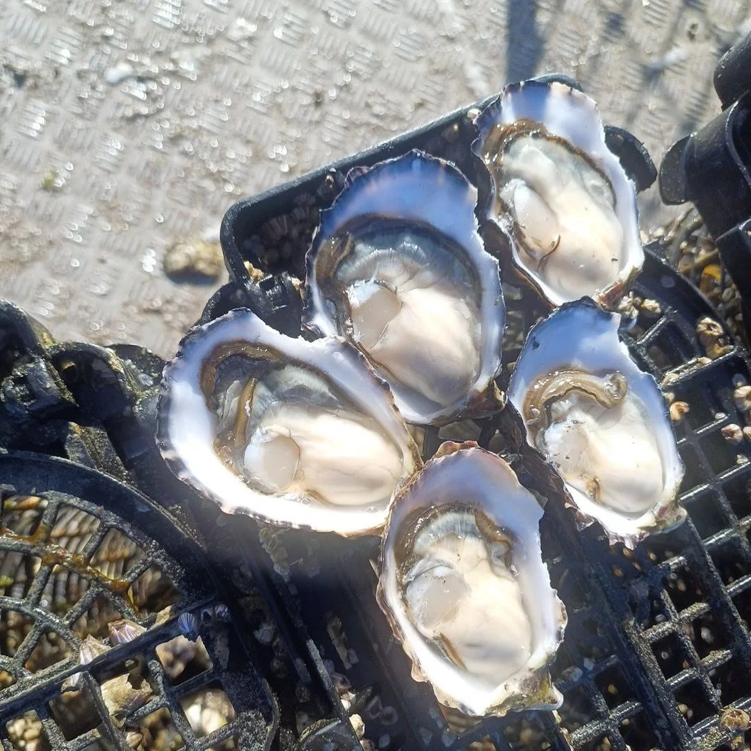 This week&rsquo;s selection fresh off the farm! 
Five dozen packs now available to purchase online. Delivered to Adelaide depot for free.