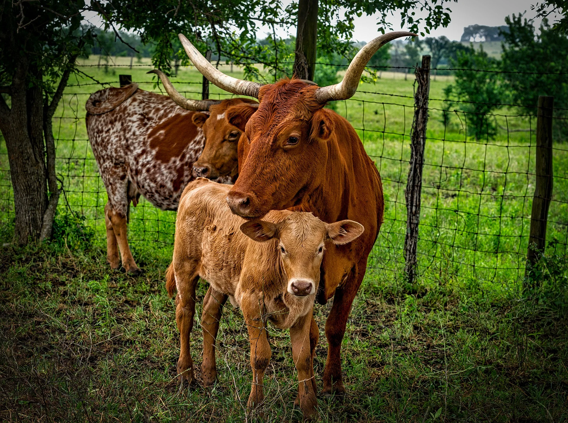 longhorn-1772564_1920.jpg