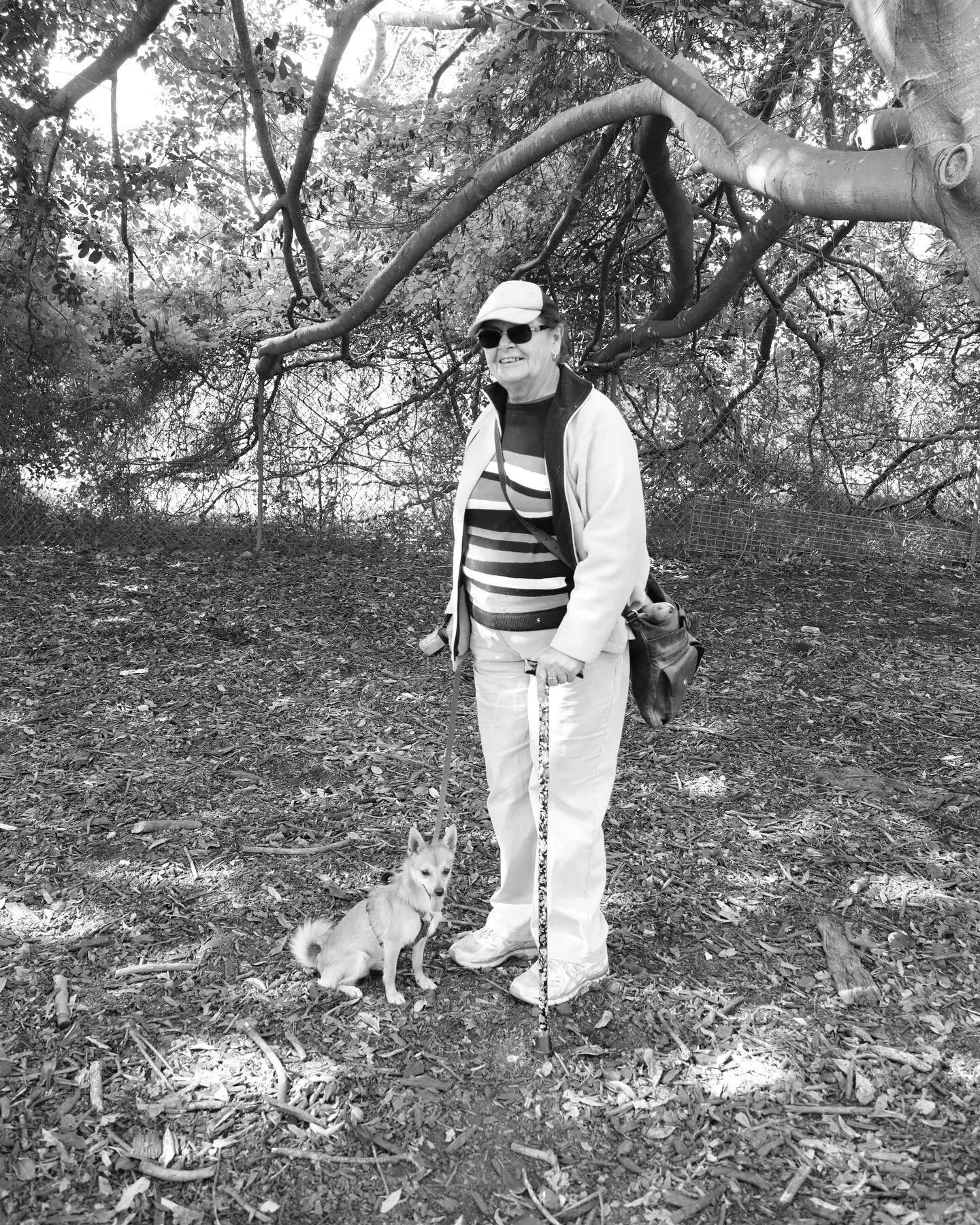 Beryl and Daisy. 2021. Beryl and Daisy are regulars at the dog park, Daisy has a big personality and loves playing with dogs three times her size. #edgeinnerwest #dogsofinstagram #dogsofinnerwest #dogpeople #dogsofaustralia #chihuahuasofinstagram