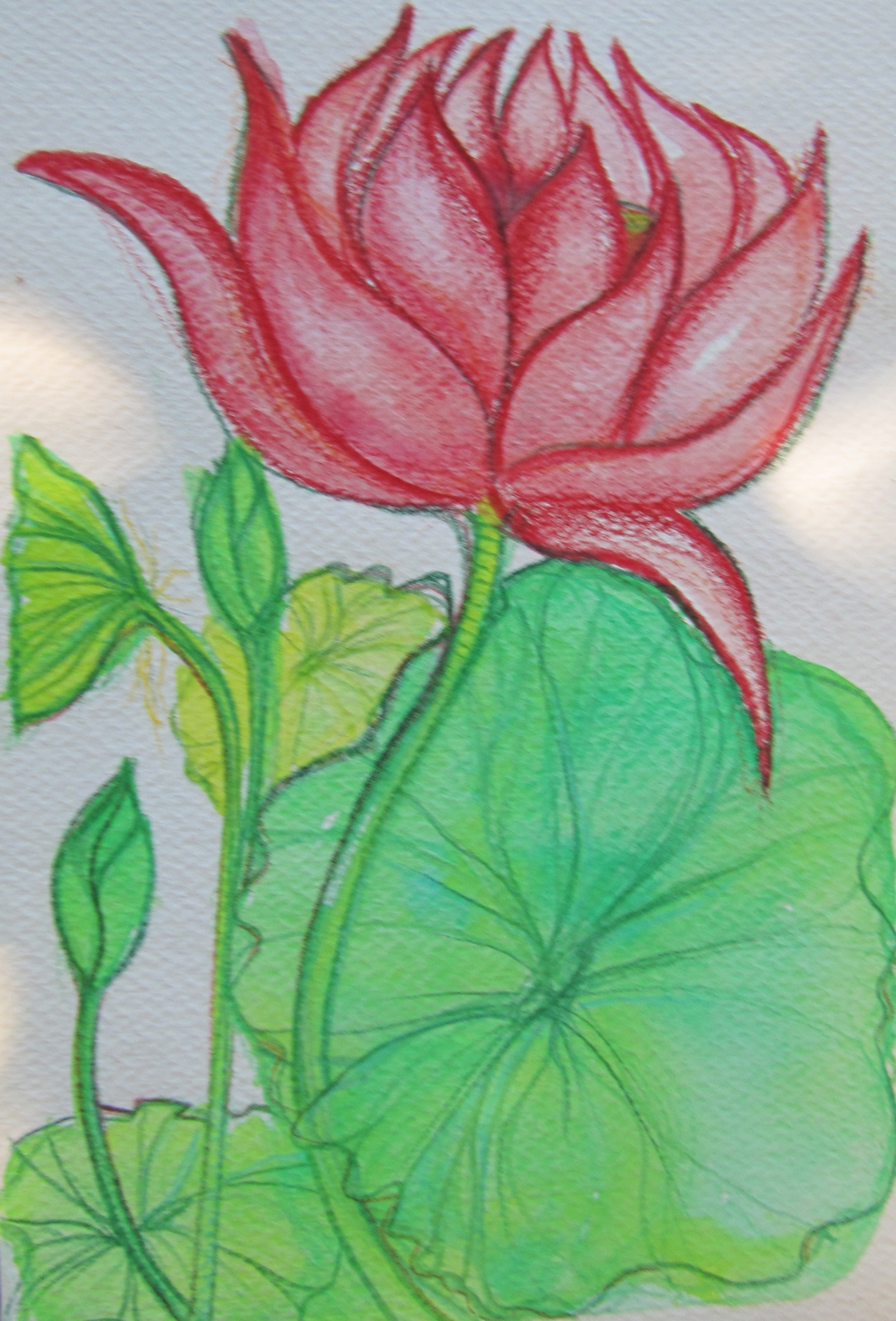 Lotus and Leaves