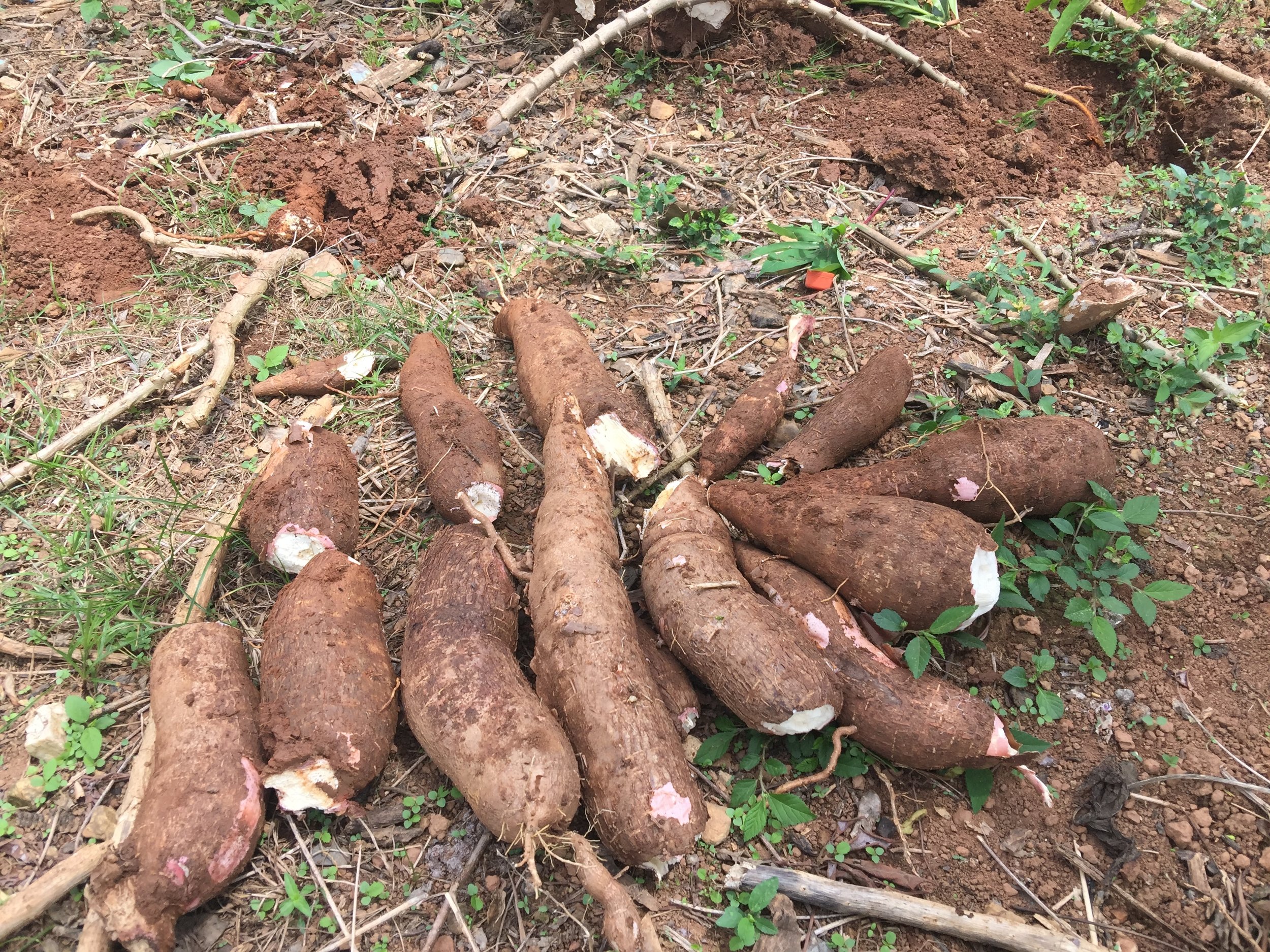 Yucca/ Cassava/ Tapioca provide multiple annual harvests