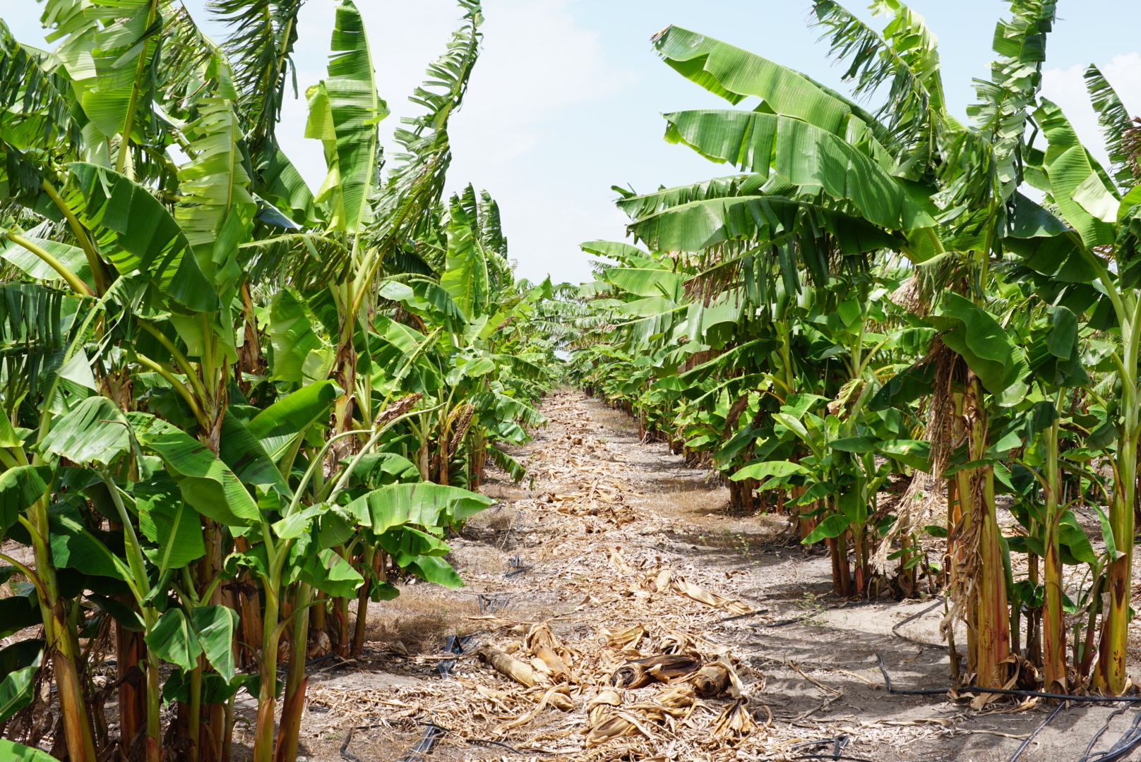 Plantain Field