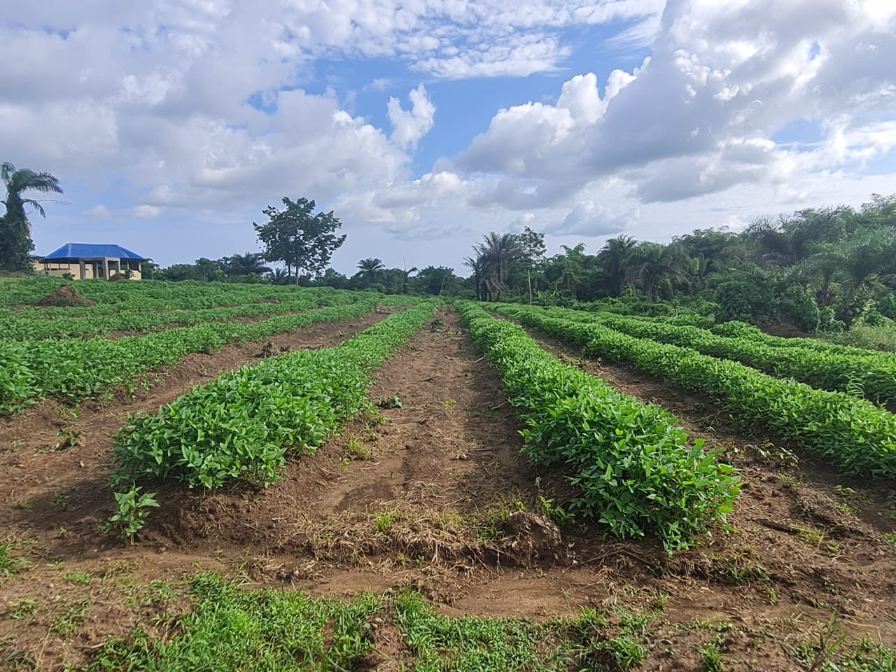  Hope Farm, Liberia - The first multi cropping organic farm in the country. 