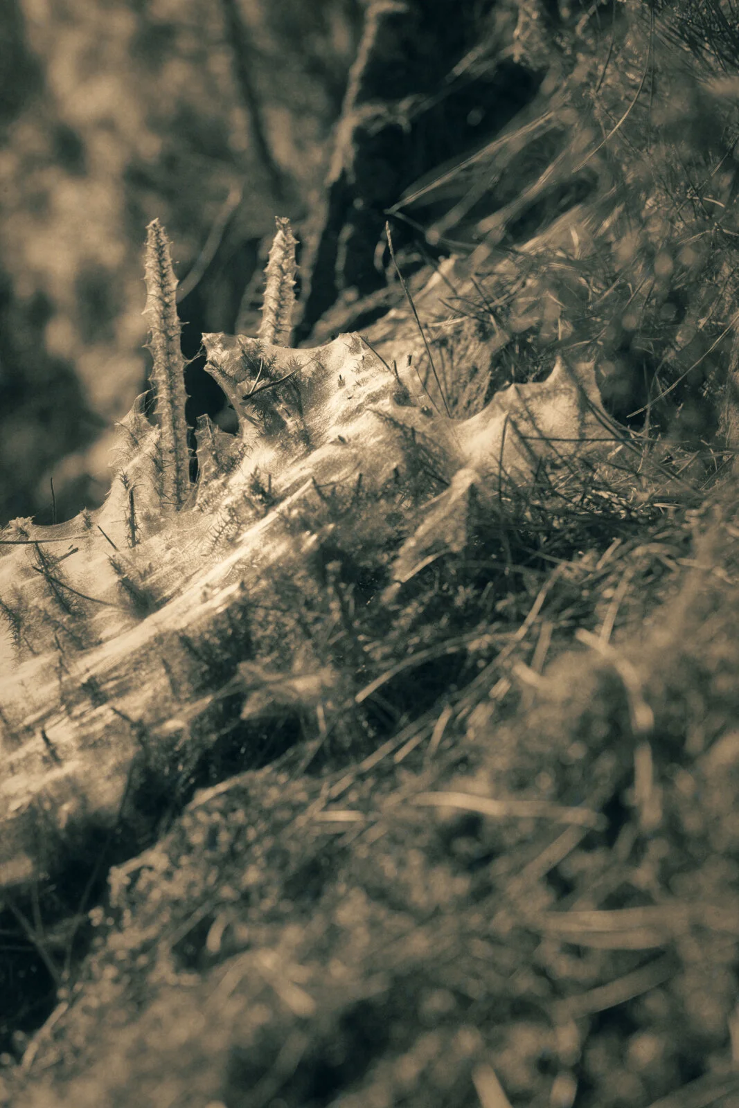 1217_RE_BW_NEW ADJUSTED.jpg