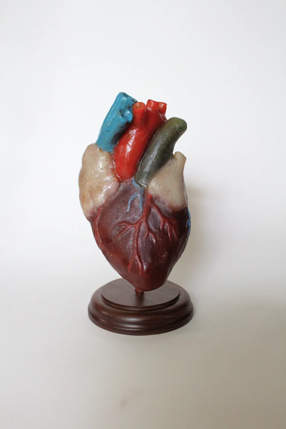 Wax Anatomical Human Heart by Heather O'Shaughnessy — Morbid Anatomy