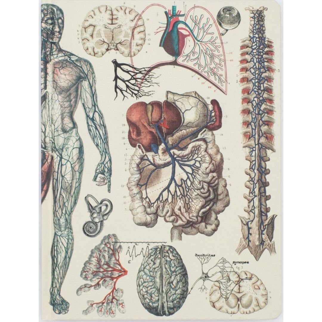 vascular hardcover.1.jpg