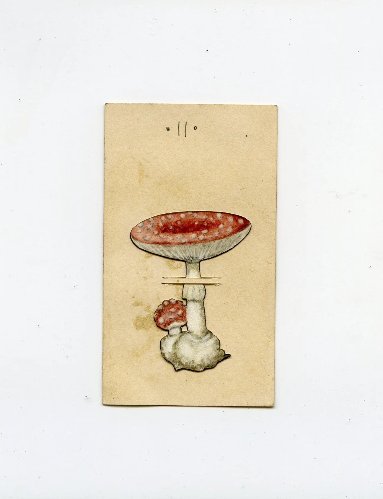 printamanita307.jpg