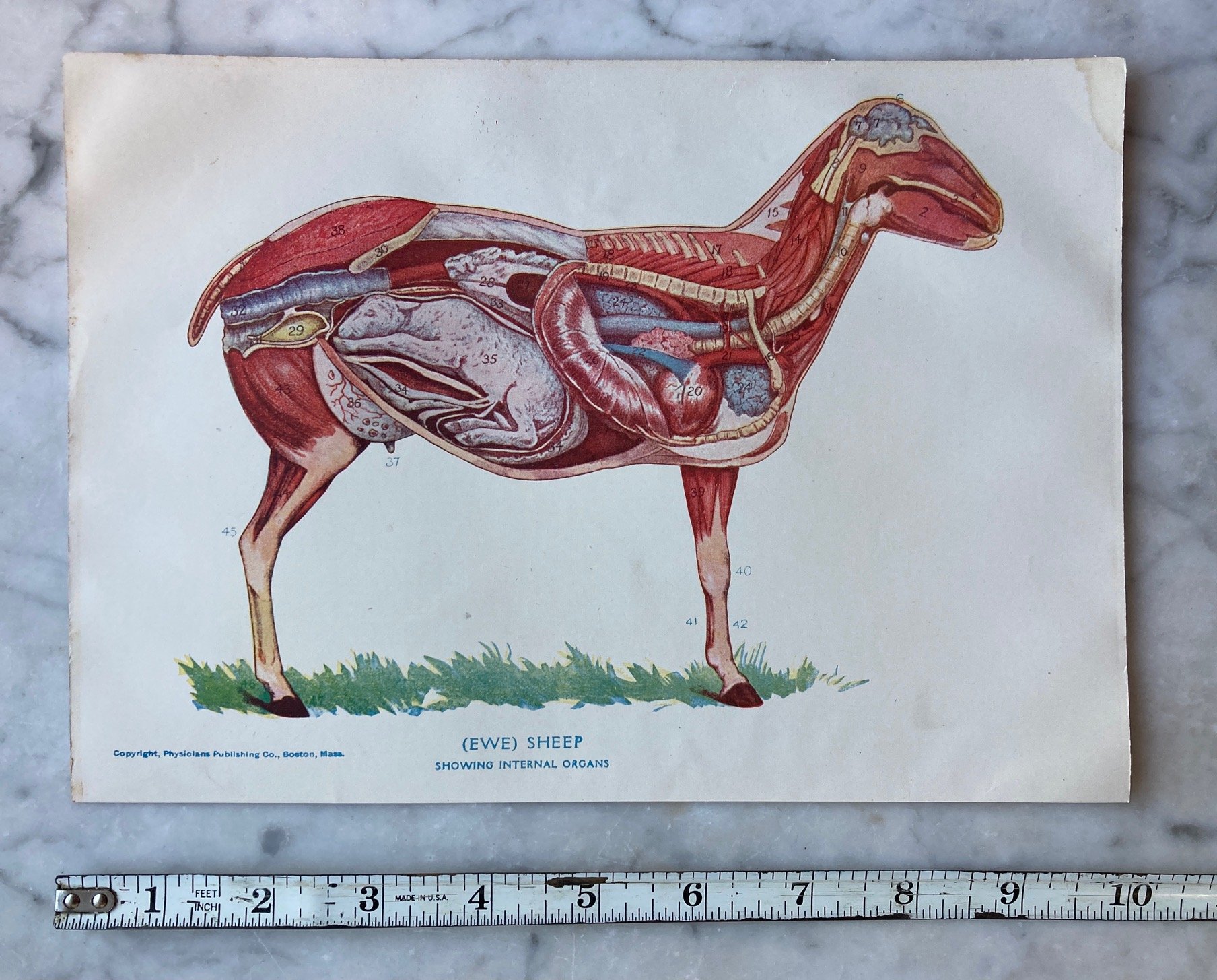 Antique 1890s Anatomical Print, Internal Organ of A Sheep, Offered by Roses  and Rue — Morbid Anatomy
