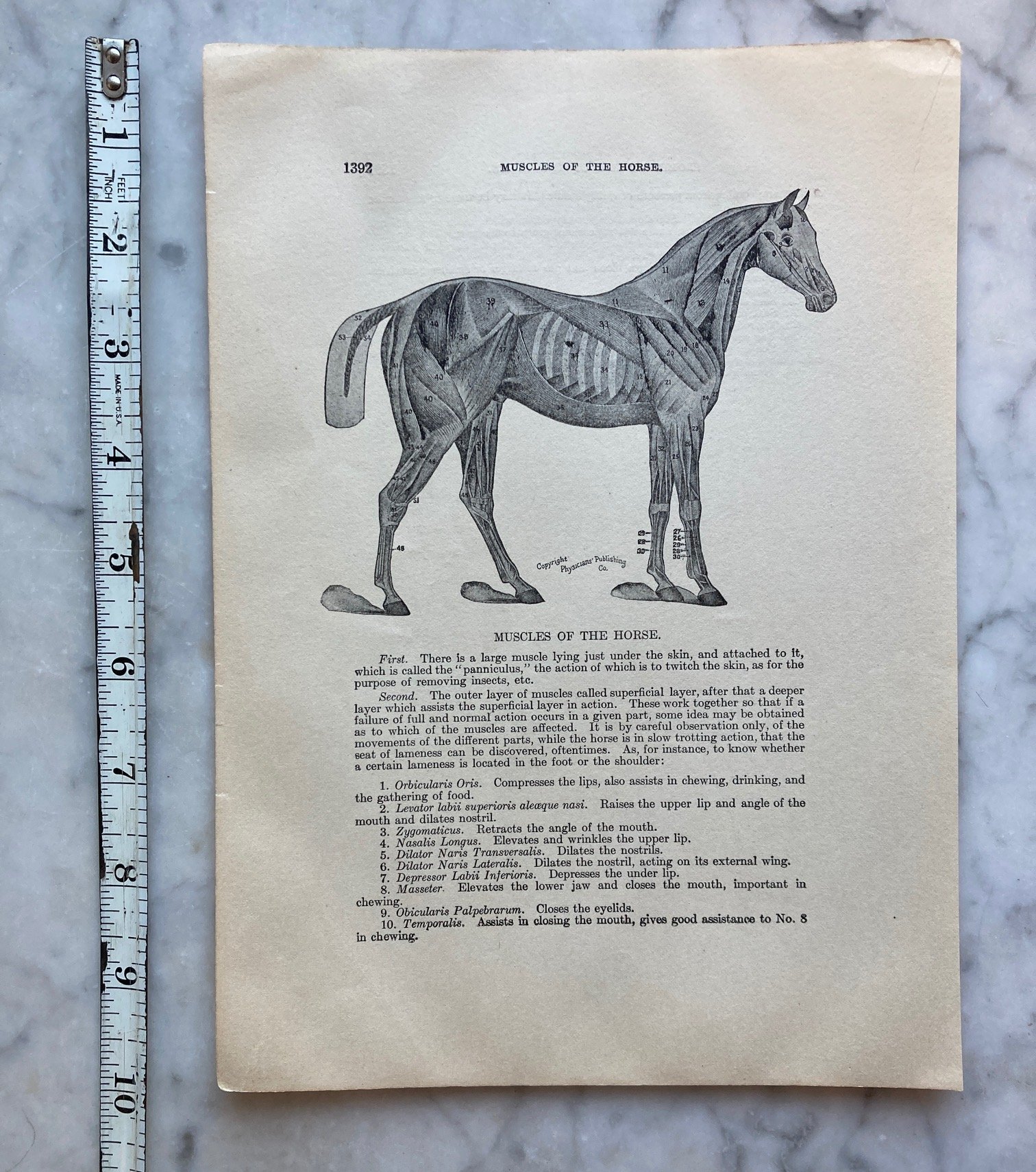 Antique 1890s Anatomical Print, Horse Musculature, Offered by Roses and Rue  — Morbid Anatomy
