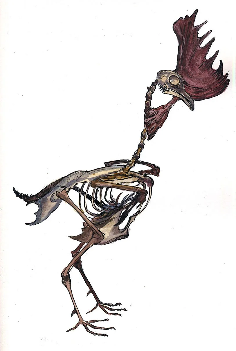 Rooster Skeleton