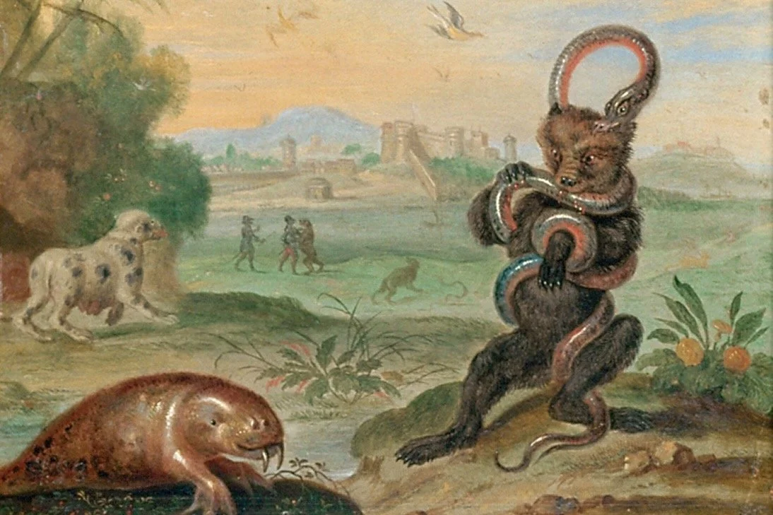 Online Talk · Exploring Cabinets of Curiosity: Art, Science, Colonialism, and Cataloguing the Natural World with Artist Kate Samworth