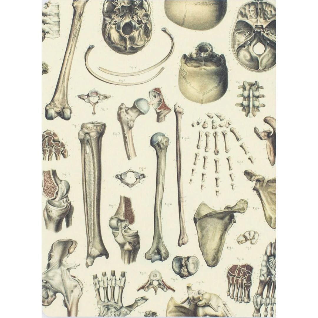 skeleton.jpg