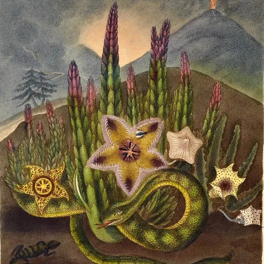 The Poetry of Plants: Creating a Botanical Art Book Inspired by Emily Dickinson’s Herbarium with Mexican Artist Tete Montero, Begins August 21