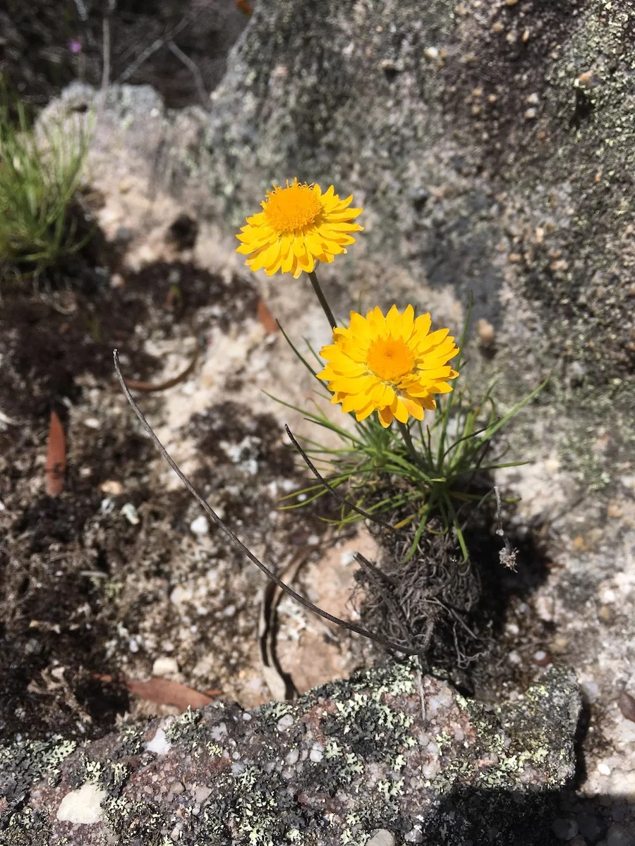 P_Pagoda-Daisies.jpeg