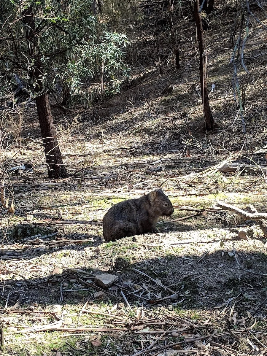 P_wombatjpeg.jpeg