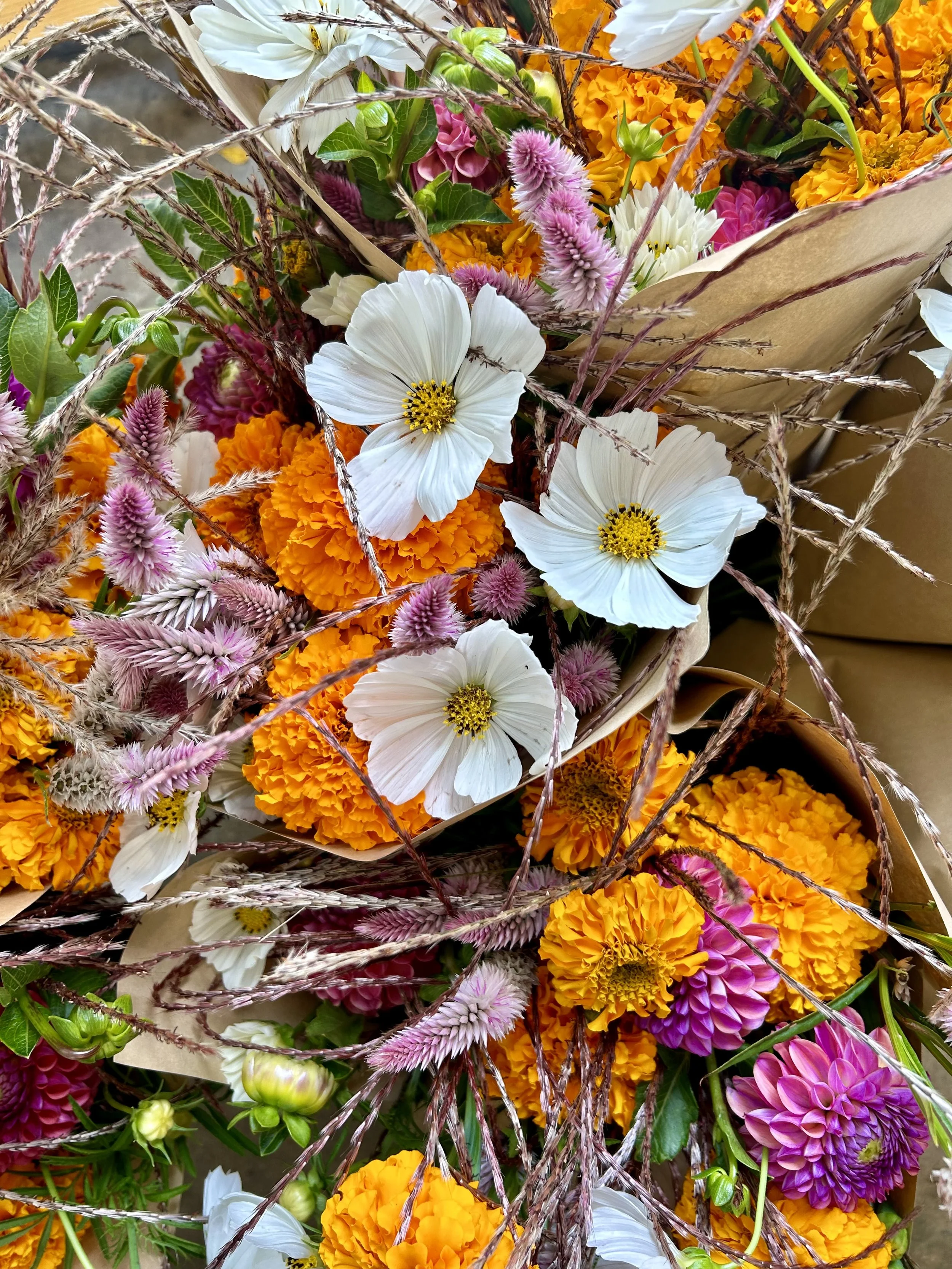 Pickup Fall Flower Shares - 6 weeks