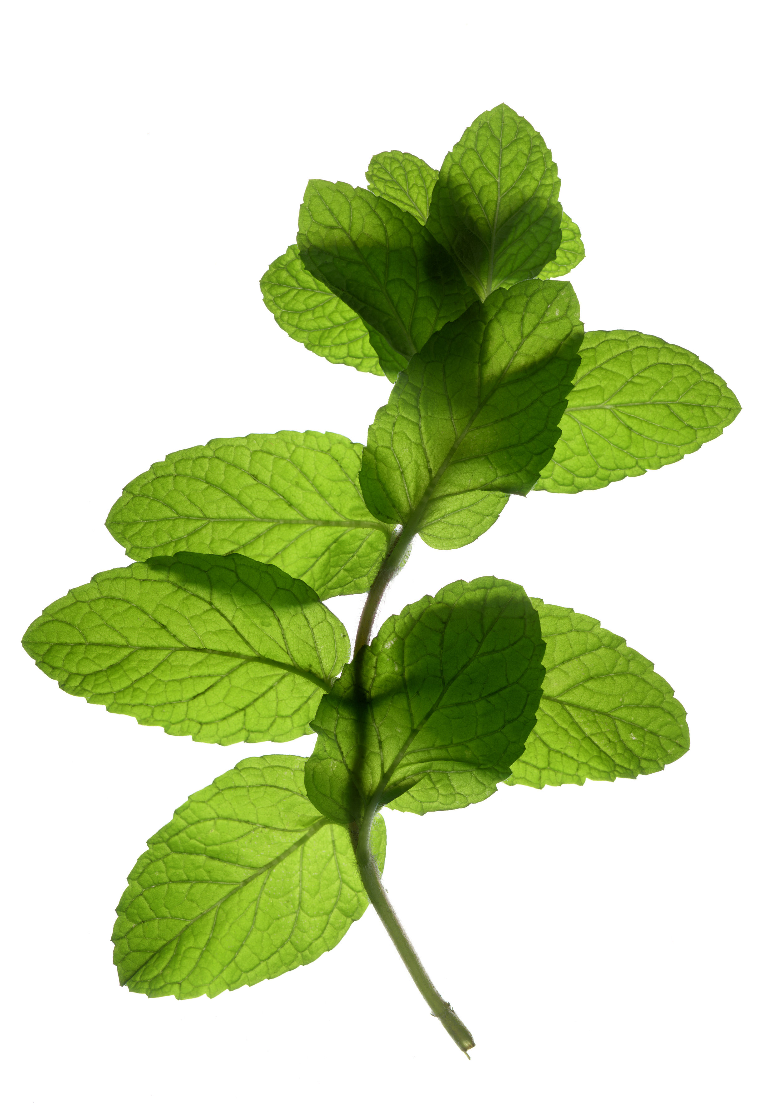 single mint.jpeg