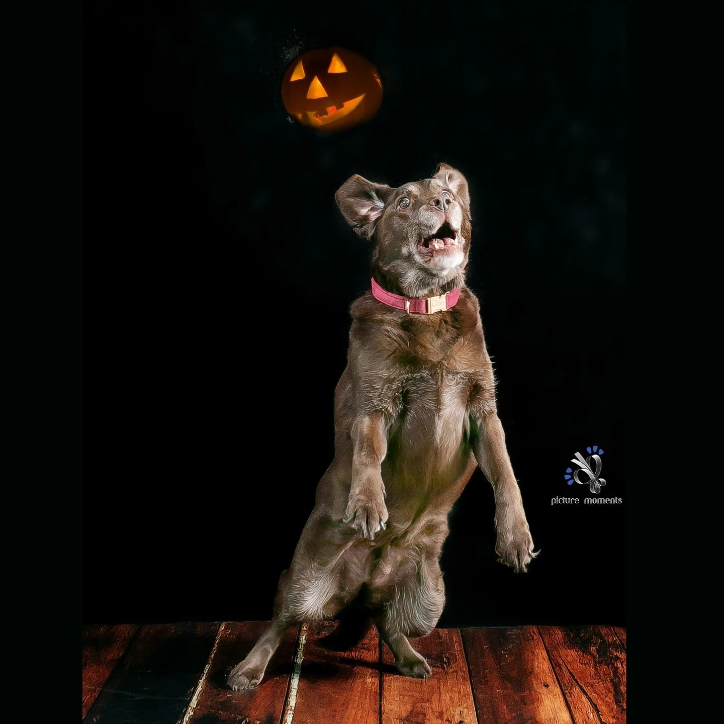 I'm not scared of that. Happy Halloween! 
#petphotography #familyphotography #familyphotographer