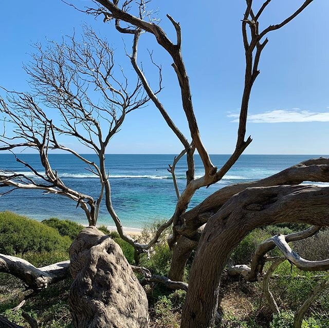 Yallingup 🔆
What a view from the new lookout just down the road from 160 Steps. Yallingup beach is a favourite for swimmers, surfers, beach combers, fishermen and sandcastle builders all year round...
Check out www.160steps.com.au for vacancies 
#ya