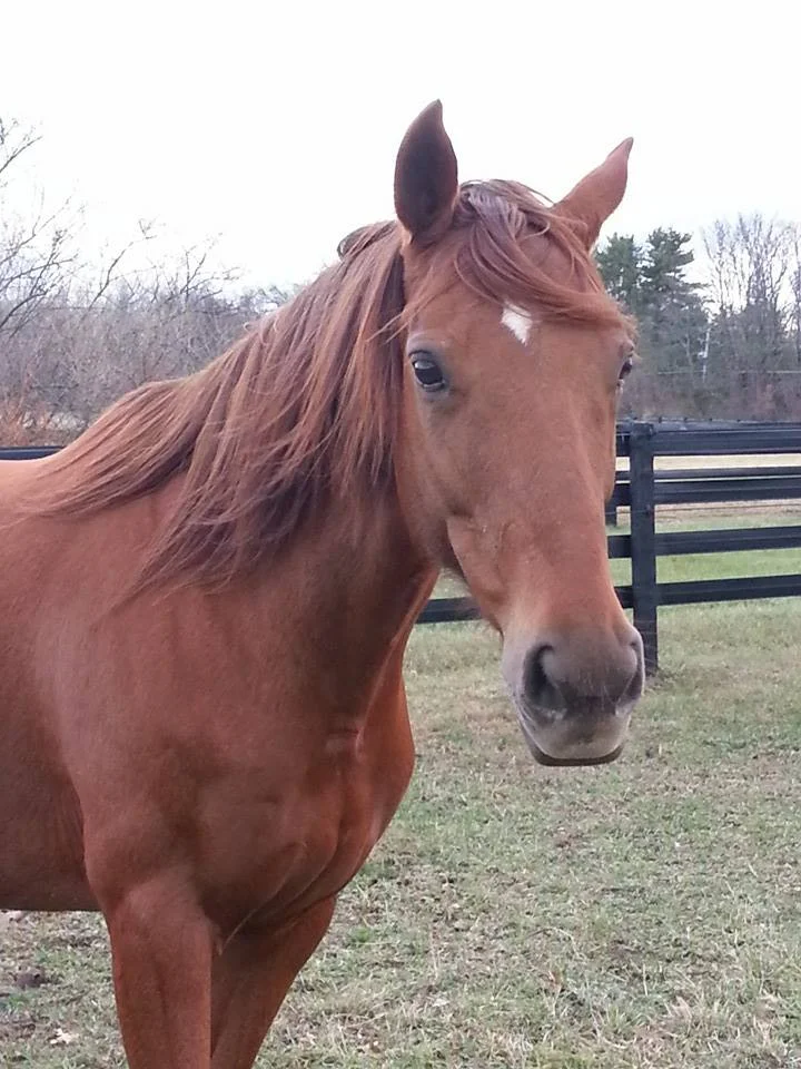 How Horses Taught Me to Be a Better Doctor