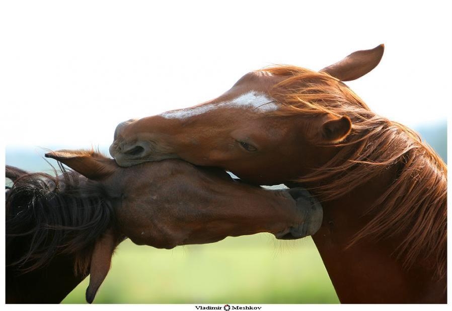 The World of Nonverbal Communication