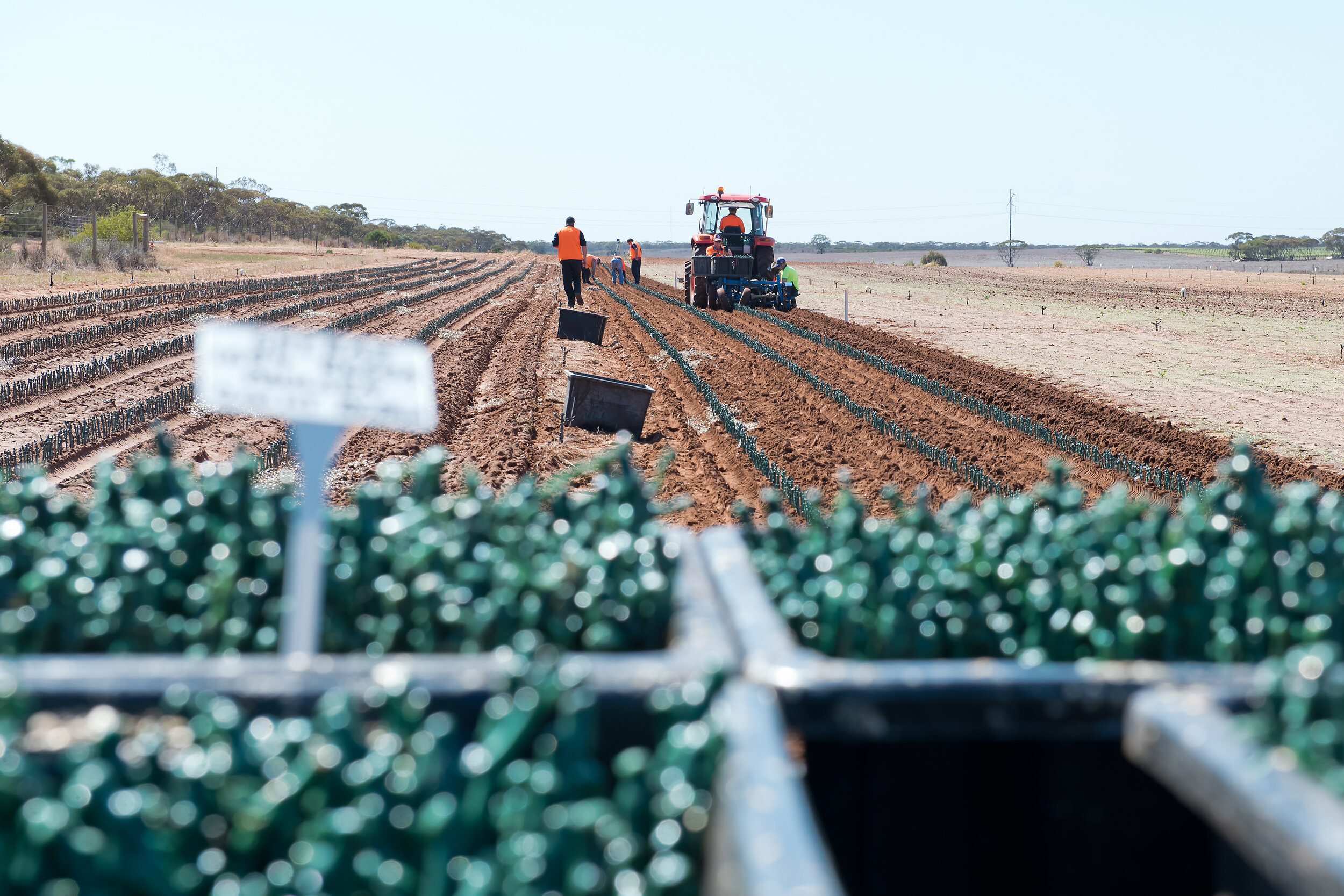 Riverland Vine Improvement-10 Oct 2017-0072.jpg