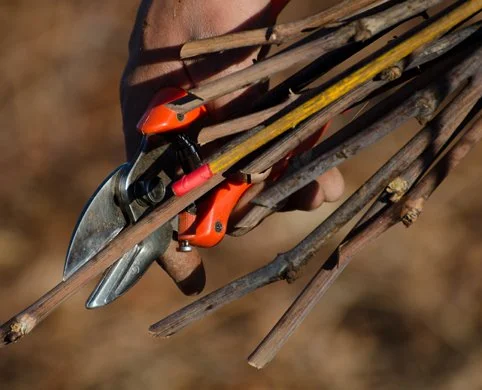 Riv Vine Improvement-3 July 2012 041resized.jpg