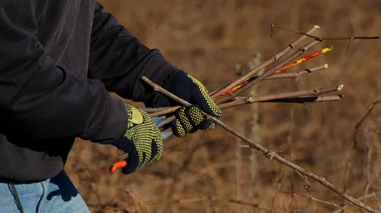 Riv Vine Improvement-3 July 2012 075resized.jpg