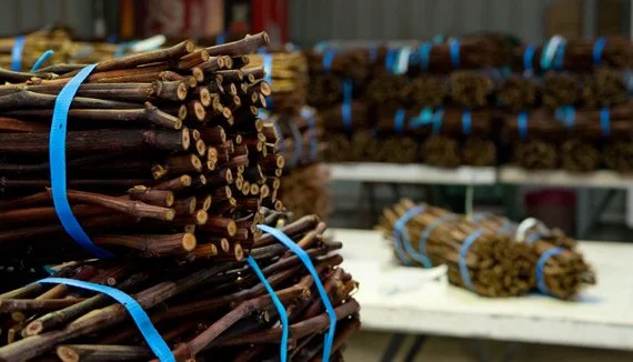 Riverland Vine Imp-3 July 2012 110resized.jpg