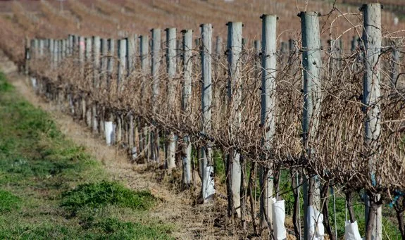 Riv Vine Improvement-3 July 2012 181resized.jpg