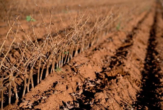 Riverland Vine Imp-3 July 2012 046resized.jpg