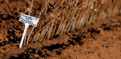 Riv Vine Improvement-3 July 2012 011resized.jpg
